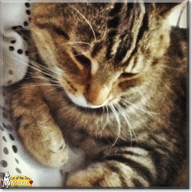 Millie the Brown Tabby, the Cat of the Day