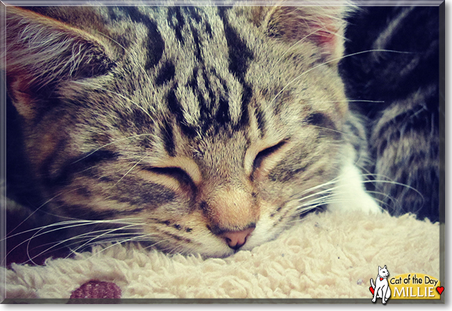 Millie the Brown Tabby, the Cat of the Day