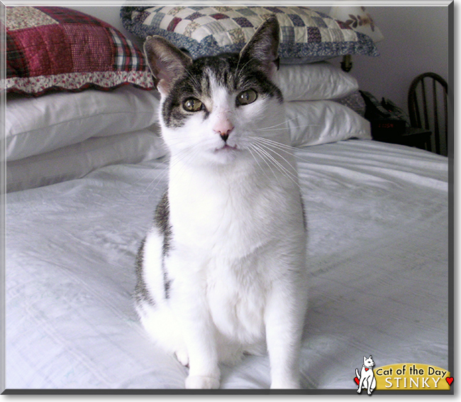 Stinky the Tabby mix, the Cat of the Day