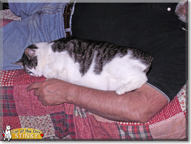 Stinky the Tabby mix, the Cat of the Day