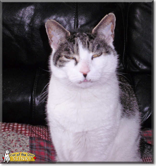 Stinky the Tabby mix, the Cat of the Day