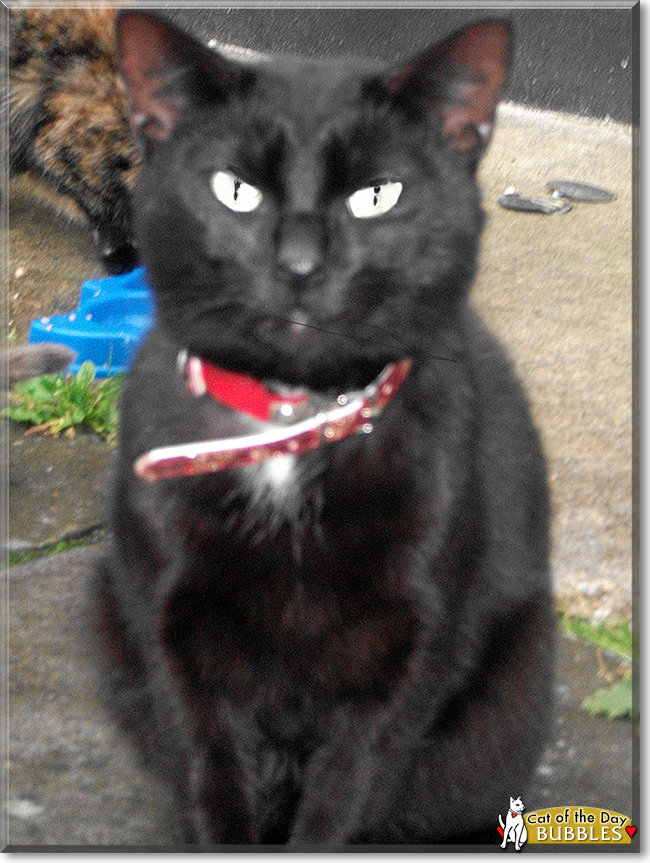 Bubbles the Bombay, the Cat of the Day