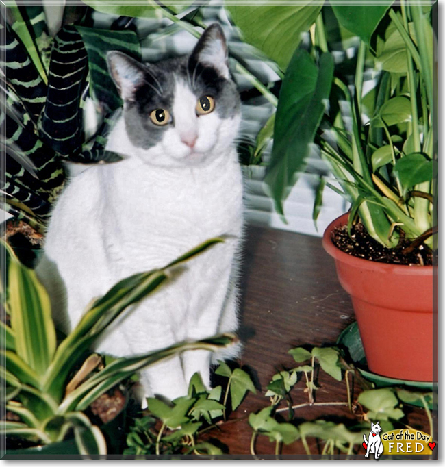 Fred the Domestic Shorthair, the Cat of the Day