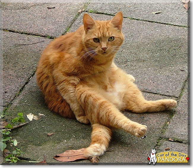 Pandora the Ginger Tabby, the Cat of the Day