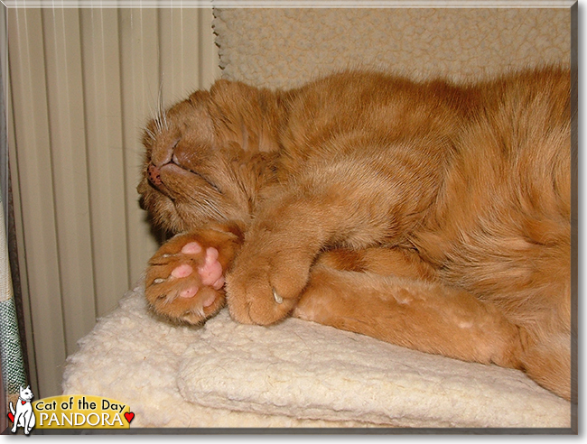 Pandora the Ginger Tabby, the Cat of the Day