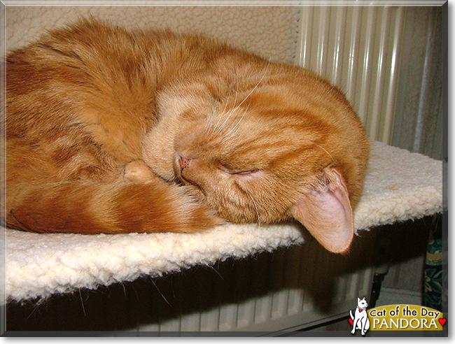 Pandora the Ginger Tabby, the Cat of the Day