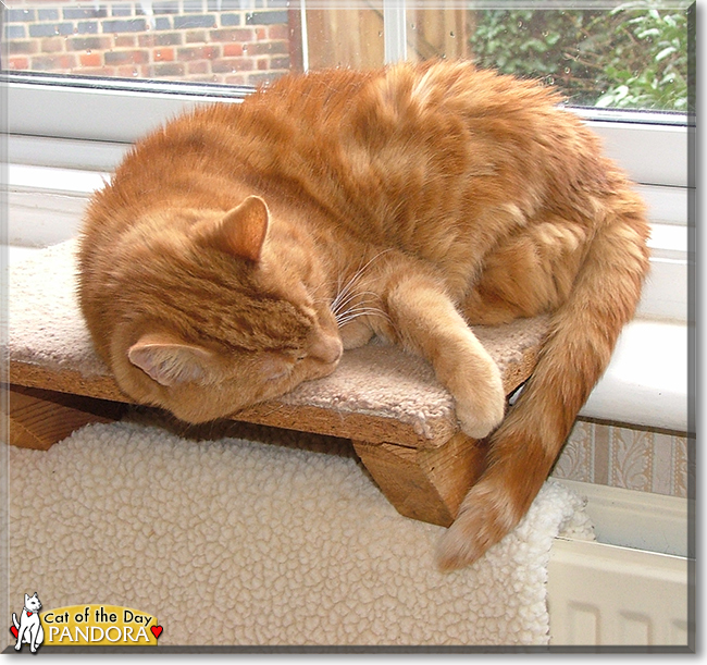 Pandora the Ginger Tabby, the Cat of the Day