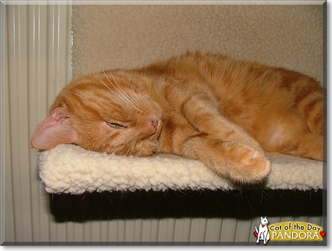 Pandora the Ginger Tabby, the Cat of the Day