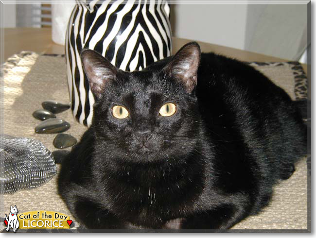 Licorice the Bombay, the Cat of the Day