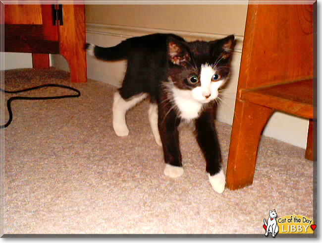 Libby the Tuxedo Shorthair, the Cat of the Day