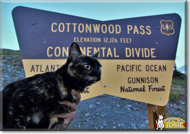 Josie the Tortoiseshell, the Cat of the Day