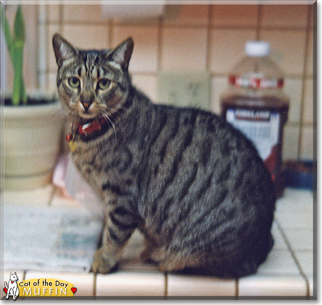 Muffin the Tabby, the Cat of the Day