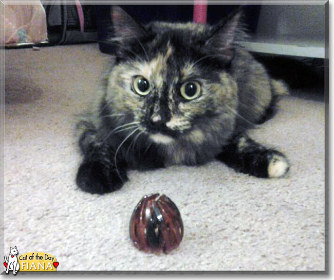 Fiana the Tortoiseshell, the Cat of the Day