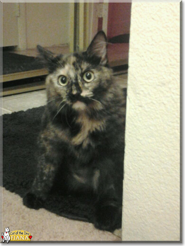 Fiana the Tortoiseshell, the Cat of the Day