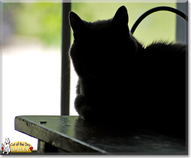 Bailey the Domestic Shorthair, the Cat of the Day