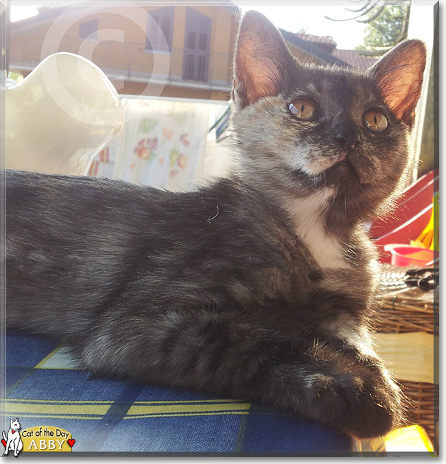 Abby the European Shorthair, the Cat of the Day