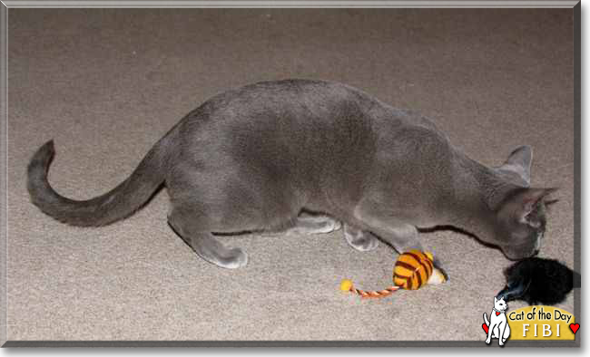 Fibi the Russian Blue, the Cat of the Day