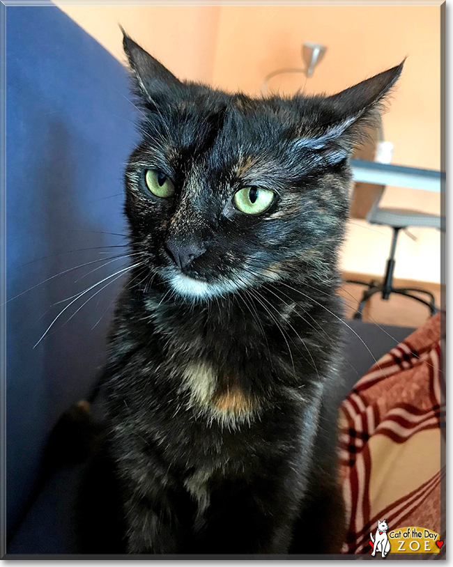 Zoe the Tortoiseshell, the Cat of the Day