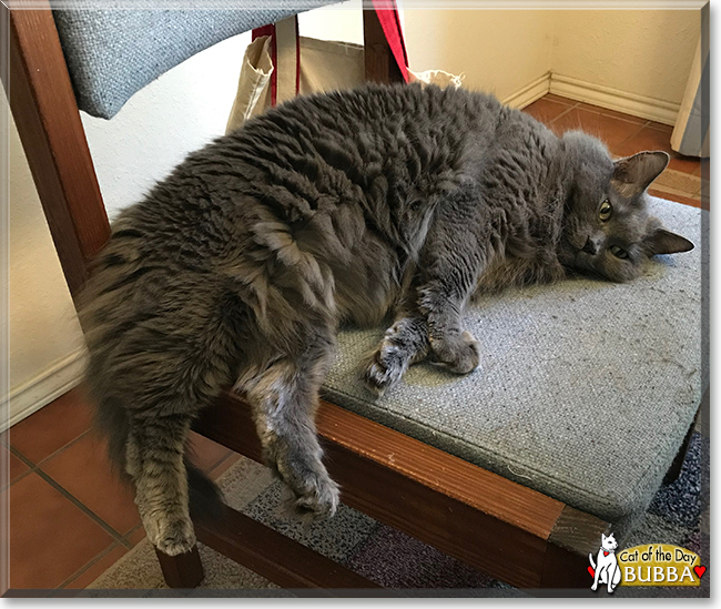 Bubba the Maine Coon mix, the Cat of the Day