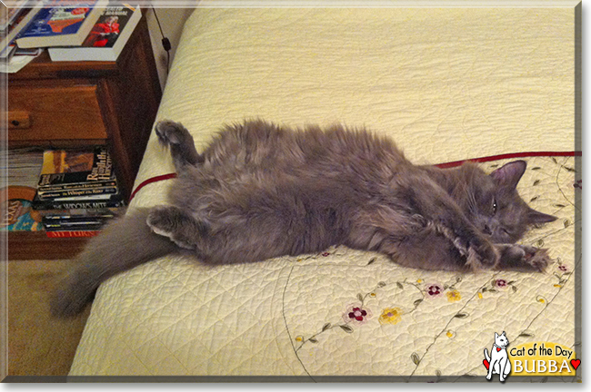 Bubba the Maine Coon mix, the Cat of the Day