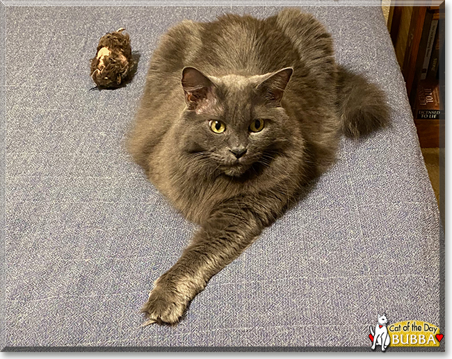 Bubba the Maine Coon mix, the Cat of the Day