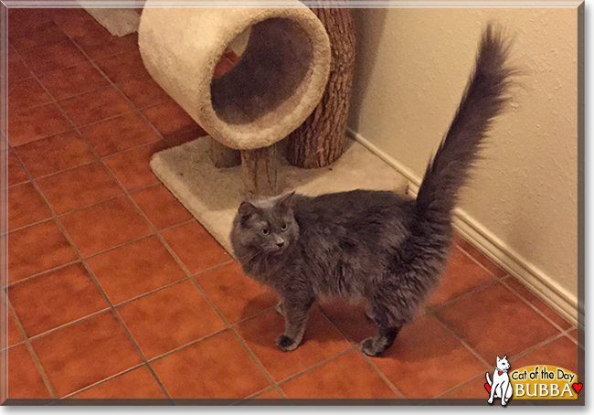 Bubba the Maine Coon mix, the Cat of the Day