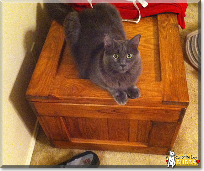 Bubba the Maine Coon mix, the Cat of the Day