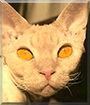 Lilleman the Devon Rex