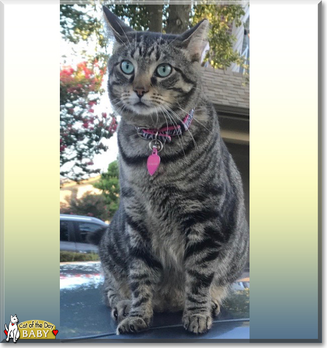 Baby the Tabby, the Cat of the Day