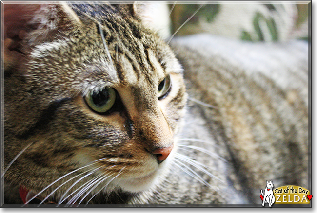 Zelda the Norwegian Forest Cat mix, the Cat of the Day