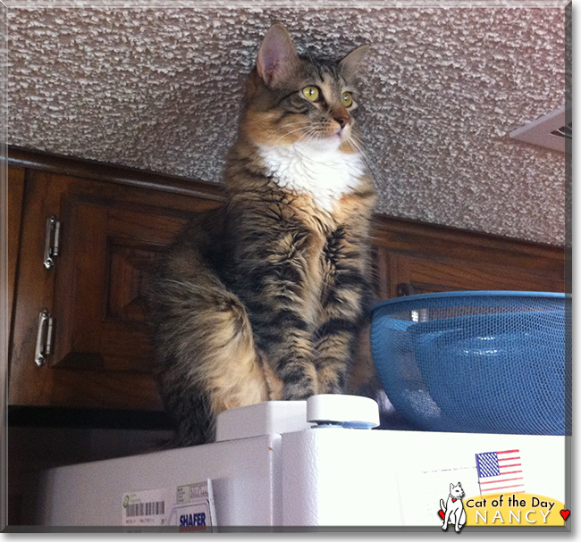 Nancy the Maine Coon mix, the Cat of the Day