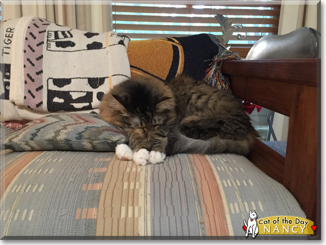 Nancy the Maine Coon mix, the Cat of the Day