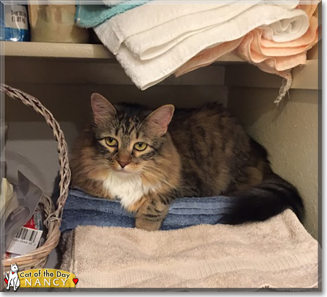 Nancy the Maine Coon mix, the Cat of the Day