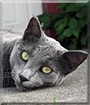 Bingo the Russian Blue