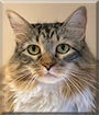 Nancy the Maine Coon mix