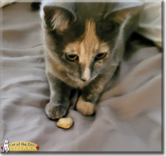 Liliana the Tortoiseshell, the Cat of the Day