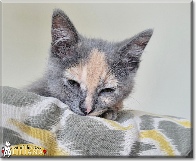 Liliana the Tortoiseshell, the Cat of the Day