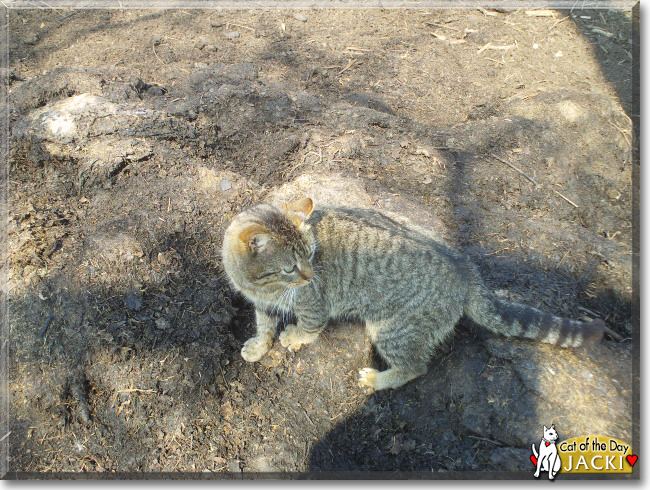 Jacki the Tabby, the Cat of the Day