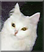 Shoug the Turkish Angora