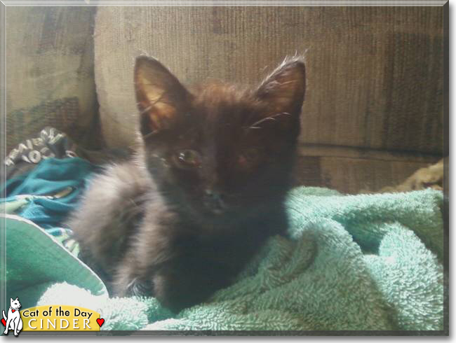 Cinder and Shadow the Domestic Shorthairs, the Cat of the Day