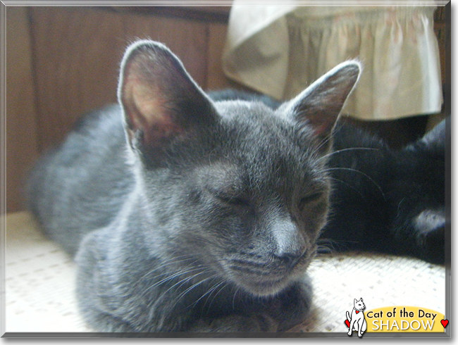 Cinder and Shadow the Domestic Shorthairs, the Cat of the Day