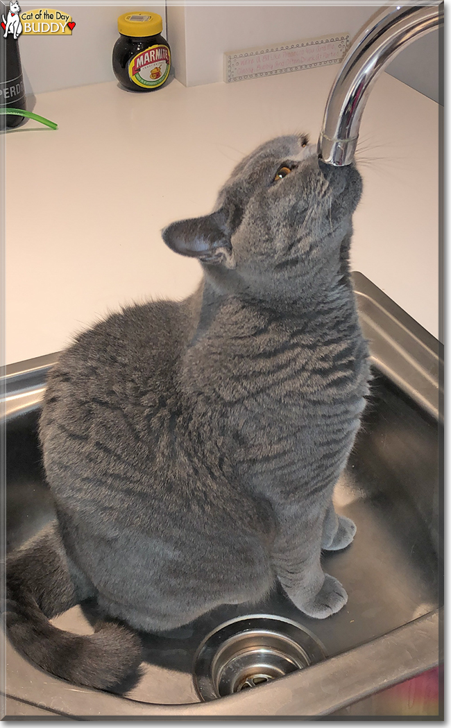 Buddy the Siamese mix, the Cat of the Day