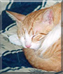 Putz Putz the Orange Tabby mix