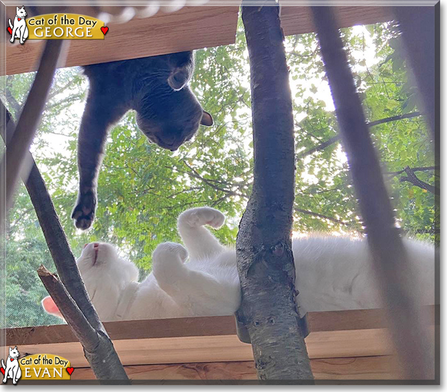 Evan and George the American Shorthairs, the Cat of the Day