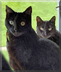 Mischief and Zelda, the Domestic Shorthairs