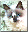 Princess the Siamese, Ragdoll mix