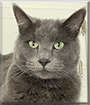 Smokey the Domestic Cat