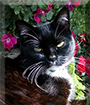 Ralph the Tuxedo Shorthair