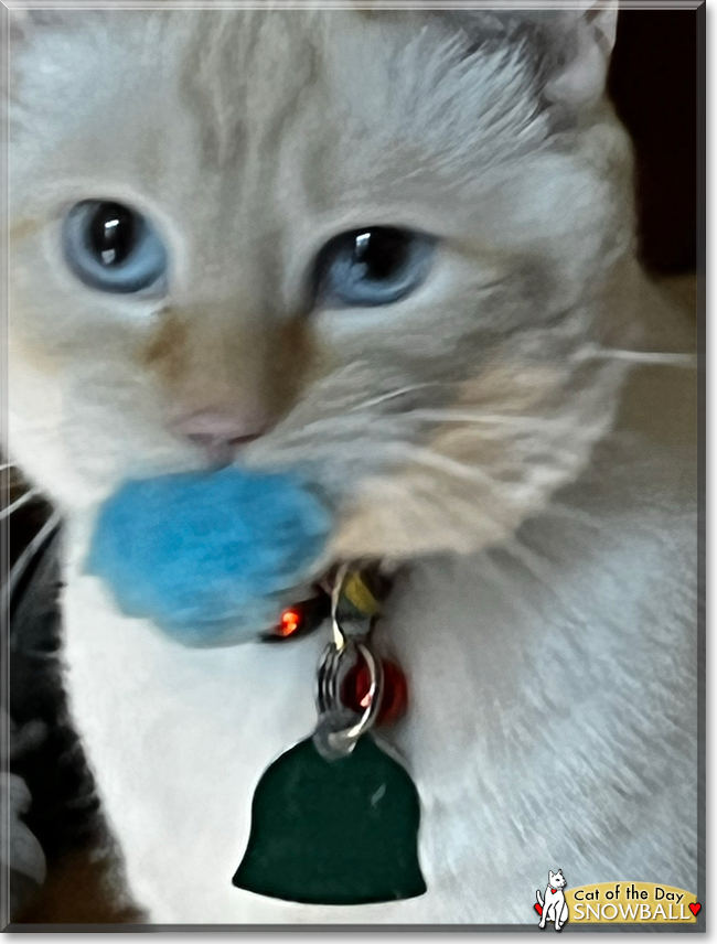 Snowball the Colorpoint Shorthair, the Cat of the Day