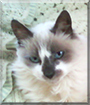 Princess the Ragdoll, Siamese mix